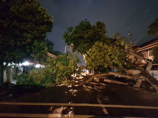 Hujan dan Angin Tumbangkan Pohon Besar di Jalan Ronggowarsito, Pekanbaru